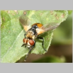 Gymnosoma sp - Raupenfliege 22b 5mm Lehmkuhle.jpg